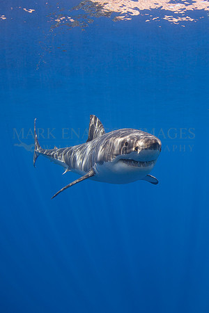 A white shark at Isla Guadalupe, Mexico