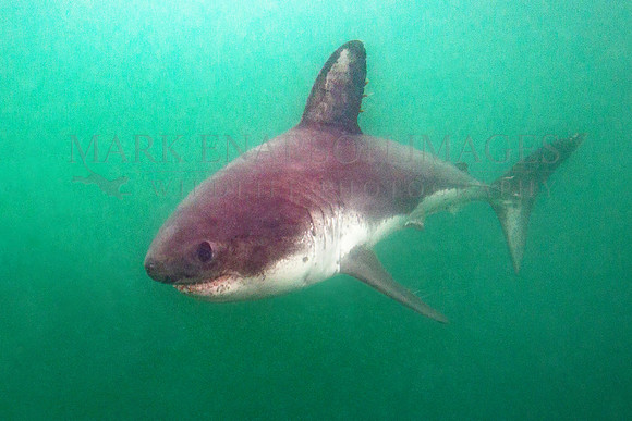 A salmon shark hunts the cold waters of Prince William Sound, Alaska