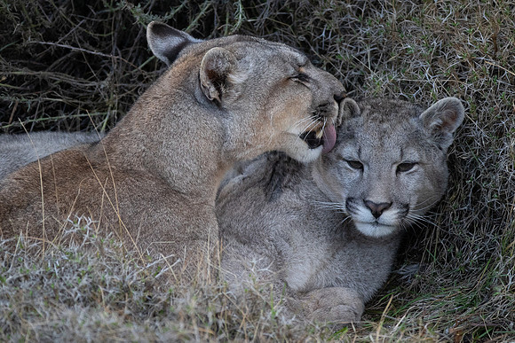A cub gets a bath from his mother, at Torres del Paine, Chile