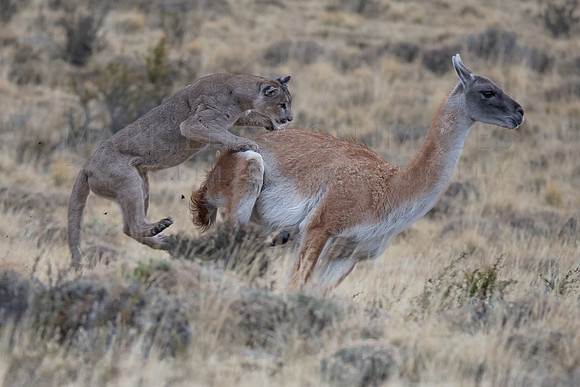 A puma launches an attack on a guanaco, at Torres del Paine, Chile