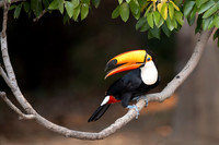 A toco toucan in the Pantanal, Brazil
