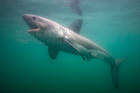 A salmon shark swims at the surface in Prince William Sound, Alaska