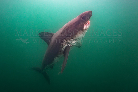 A salmon shark rises from the deep cold waters of Prince William Sound, Alaska