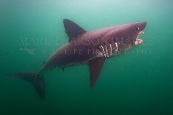 A salmon shark hunts the cold waters of Prince William Sound, Alaska