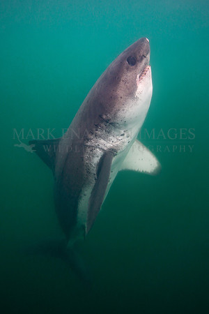A salmon shark hunts the cold waters of Prince William Sound, Alaska