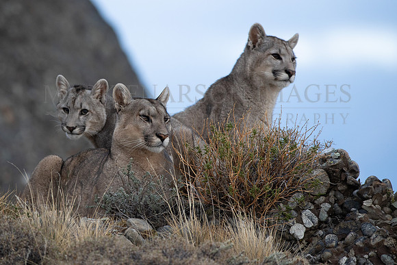 A puma and her cubs at Torres del Paine, Chile