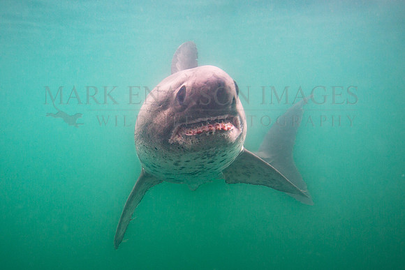 A salmon shark hunts the cold waters of Prince William Sound, Alaska