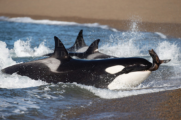 An orca strands to capture a screaming South American sea lion pup at Punta Norte, Argentina