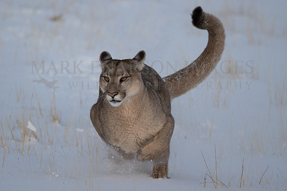 A puma runs through the snow, at Torres del Paine, Chile
