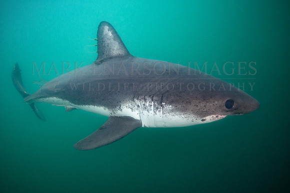 A salmon shark hunts the cold waters of Prince William Sound, Alaska