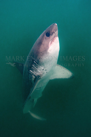 A salmon shark hunts the cold waters of Prince William Sound, Alaska