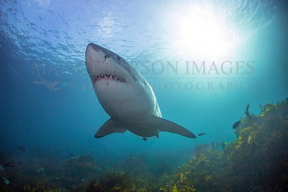 A large white shark approaches along the bottom at Stewart Island, New Zealand