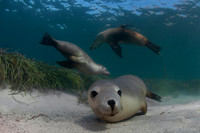 Australian sea lions at Hopkins Island, South Australia