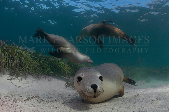 Australian sea lions at Hopkins Island, South Australia