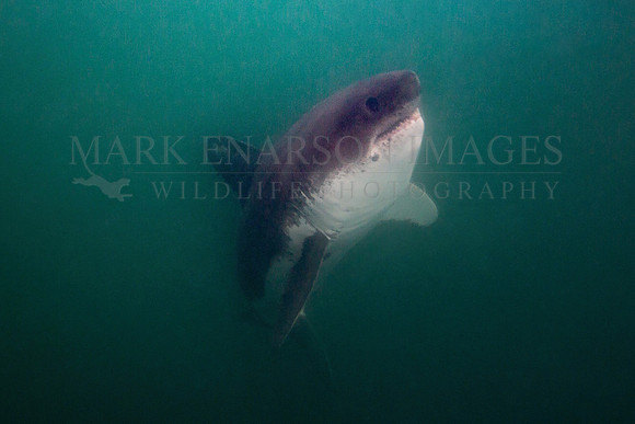 A salmon shark rises from the depths of Prince William Sound, Alaska