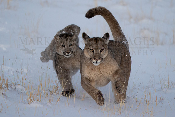A puma and her cub race through the snow at Torres del Paine, Chile