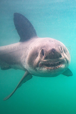 A salmon shark hunts the cold waters of Prince William Sound, Alaska