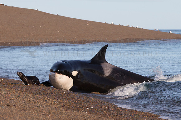 A South American sea lion narrowly avoids a smiling orca at Punta Norte, Argentina