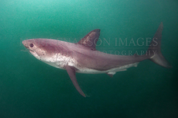 A salmon shark hunts the cold waters of Prince William Sound, Alaska
