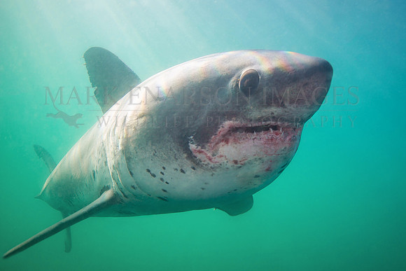 A salmon shark cruises near the surface in Prince William Sound, Alaska