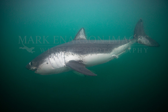 A salmon shark with a captured herring, in Prince William Sound, Alaska