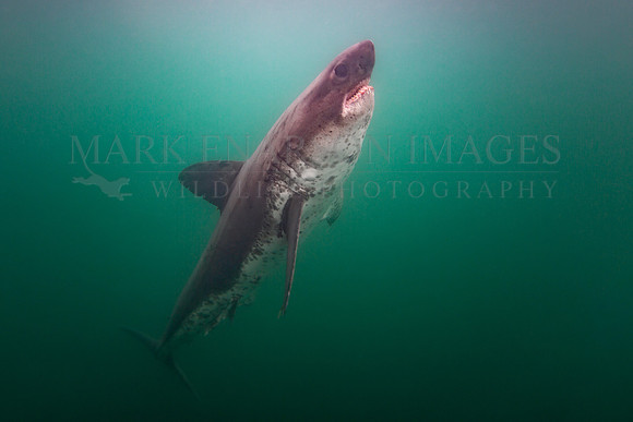 A salmon shark rises in the cold green water of Prince William Sound, Alaska