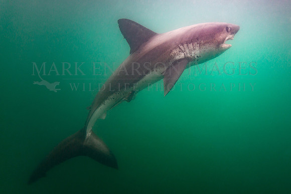 A salmon shark arches approaching the surface, in Prince William Sound, Alaska