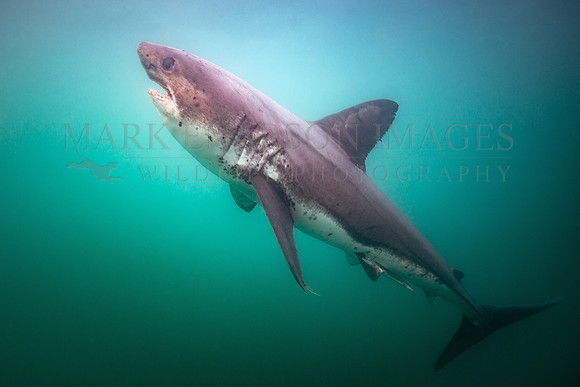A salmon shark hunts the cold waters of Prince William Sound, Alaska