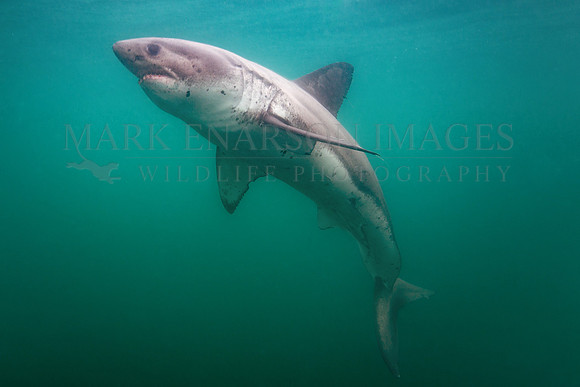 A salmon shark hunts the cold waters of Prince William Sound, Alaska