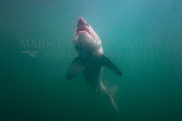 A salmon shark hunts the cold waters of Prince William Sound, Alaska