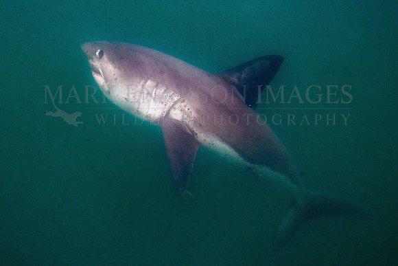 A salmon shark hunts the cold waters of Prince William Sound, Alaska