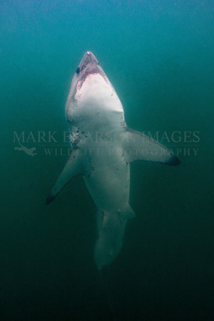 A salmon shark rises out of the frigid depths of Prince William Sound, Alaska