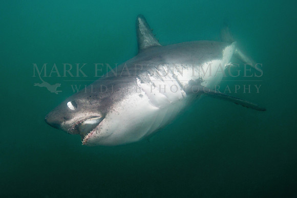 A salmon shark with a captured herring, in Prince William Sound, Alaska