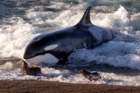 An orca on the beach after a failed attack, at Punta Norte, Argentina