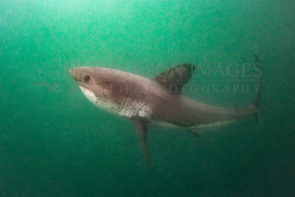 A salmon shark hunts the cold waters of Prince William Sound, Alaska