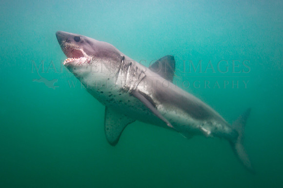 A salmon shark hunts the cold waters of Prince William Sound, Alaska