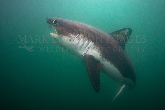 A salmon shark hunts the cold waters of Prince William Sound, Alaska