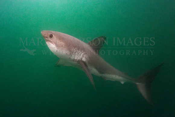 A salmon shark hunts the cold green waters of Prince William Sound, Alaska