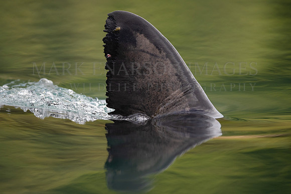 The dorsal fin of a salmon shark slices through the water of Prince William Sound, Alaska