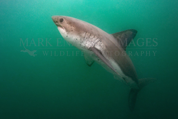 A salmon shark hunts the cold green waters of Prince William Sound, Alaska