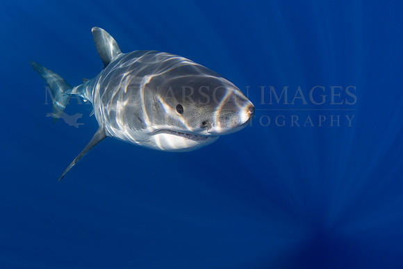 A white shark at Isla Guadalupe, Mexico