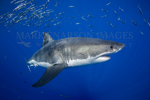 A white shark at Isla Guadalupe, Mexico