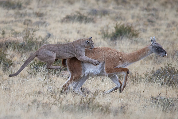 A puma hunts a guanaco at Torres del Paine, Chile