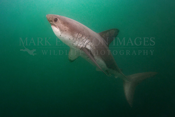 A salmon shark hunts the cold waters of Prince William Sound, Alaska