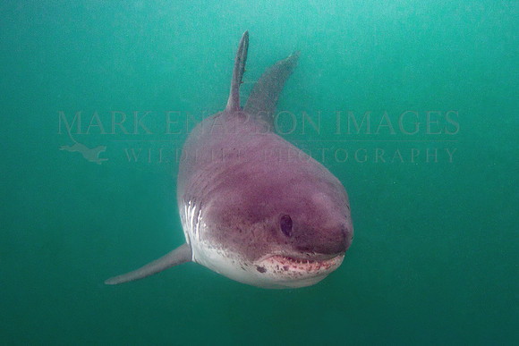 A salmon shark hunts the cold waters of Prince William Sound, Alaska