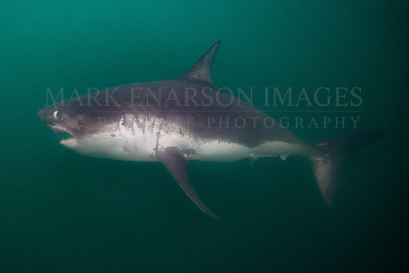 A salmon shark hunts the cold waters of Prince William Sound, Alaska