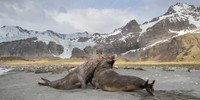 Southern elephant seals battle for control of harems of breeding females on the beach at Gold Harbour, South Georgia