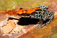 A red-backed poison dart frog in the leaf litter near the Marañon river, Peru