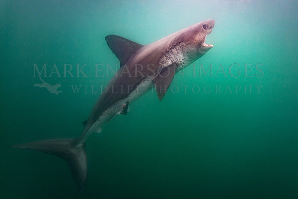 A salmon shark hunts the cold waters of Prince William Sound, Alaska