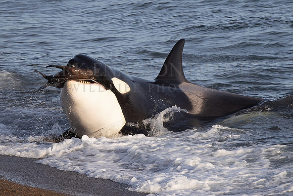 An orca strands to capture a South American sea lion pup at Punta Norte, Argentina